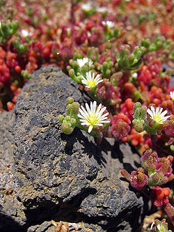 mesembryanthemum nodiflorum