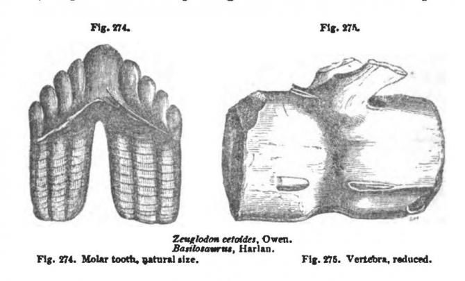 Molar de un cetáceo extinto encontrado en estratos del Eoceno (de los Elementos)