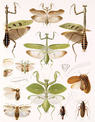 Orthopteros americanos (De Saussure, 1893)