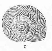 Fósil de Helix wollastoni, encontrado en Madeira