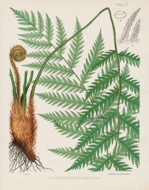 Woodwardia radicans