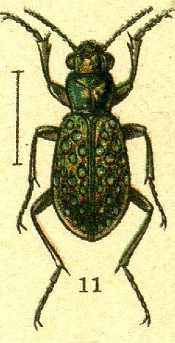 Elapharus lapponicus