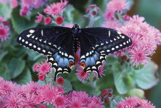 Mariposa Black Admiral