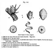 Receptáculo de la semilla de Chara hispida