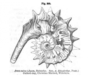 Ammonites