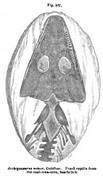 Archegosaurus minor