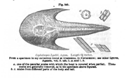 Cephalaspis lyellii