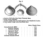 Cyrena fluminalis