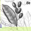 Taller de Dibujo Botánico por Mila Ruiz - Julio de 2022